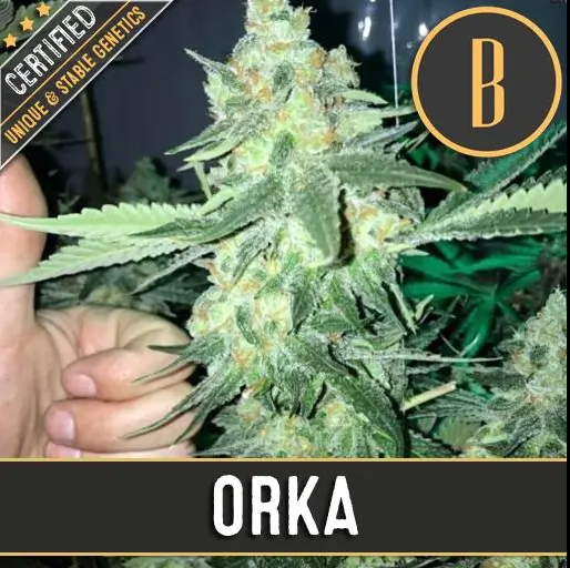 BlimBurn Seeds Orka feminizovaná semena