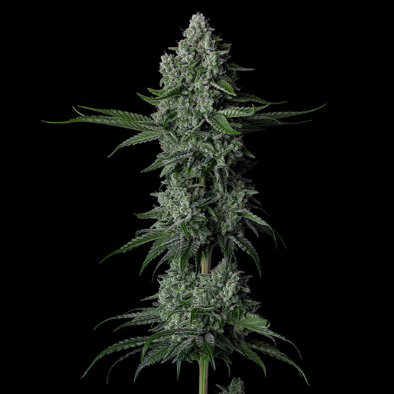 Ethos Genetics Grandpas Stash R2 feminizovaná semena