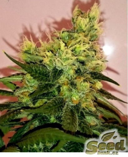 CBD Crew CBD Divine regulérní semena