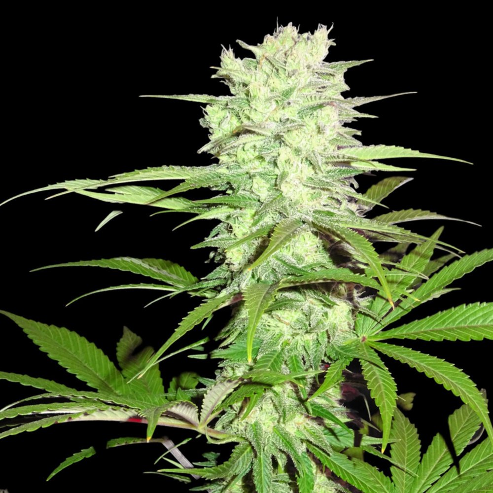 Sumo Seeds Thunderstruck feminizovaná semena