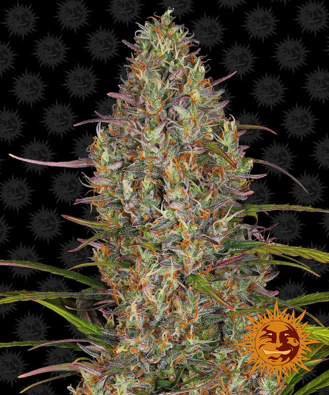 Glue Gelato Auto - autoflowering semena marihuany 3 ks Barney´s Farm