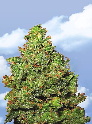 Flying Dutchmen Edelweiss feminizovaná semena