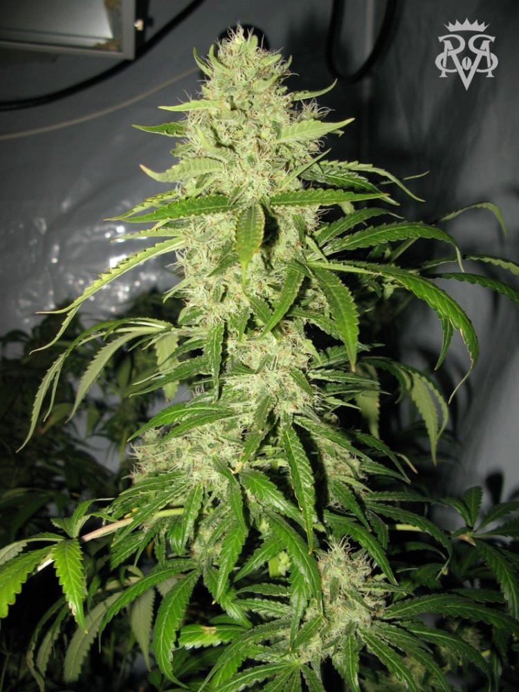 SickMeds Seeds Psycho Crack feminizovaná semena