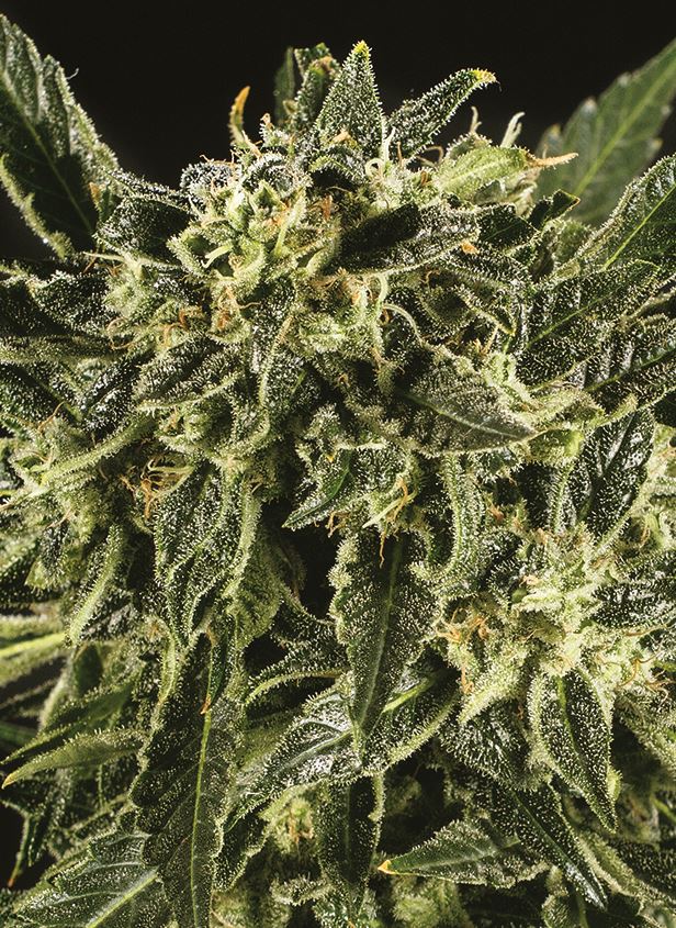 Super CBDx Bama Yao x SCBDX feminizovaná semena