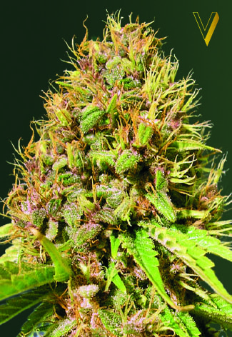 Victory Seeds Super Mazar feminizovaná semena