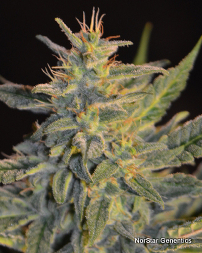 Norstar Genetics Goo-Che regulérní semena