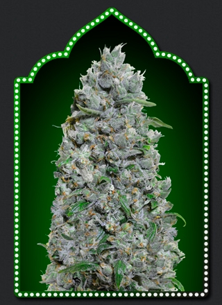 00 Seeds Afghan Mass XXL Auto feminizovaná semena