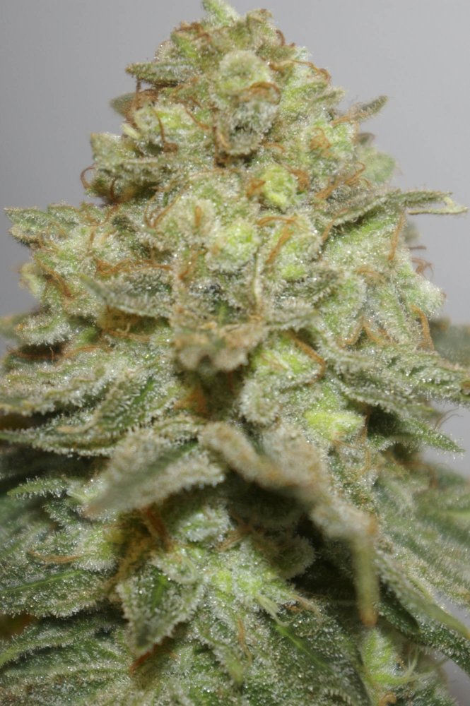 Digital Genetics The Durban Special regulérní semena