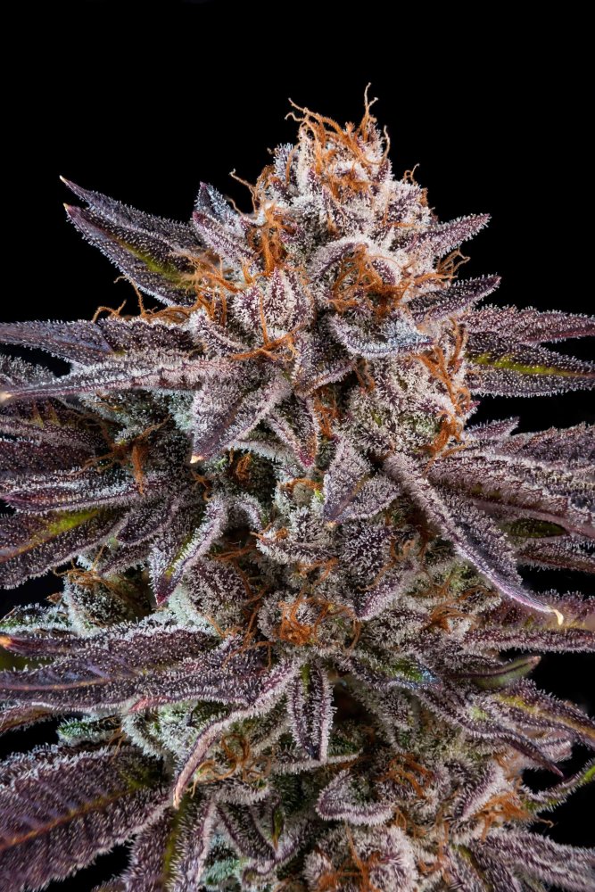 Ripper Seeds OMG feminizovaná semena