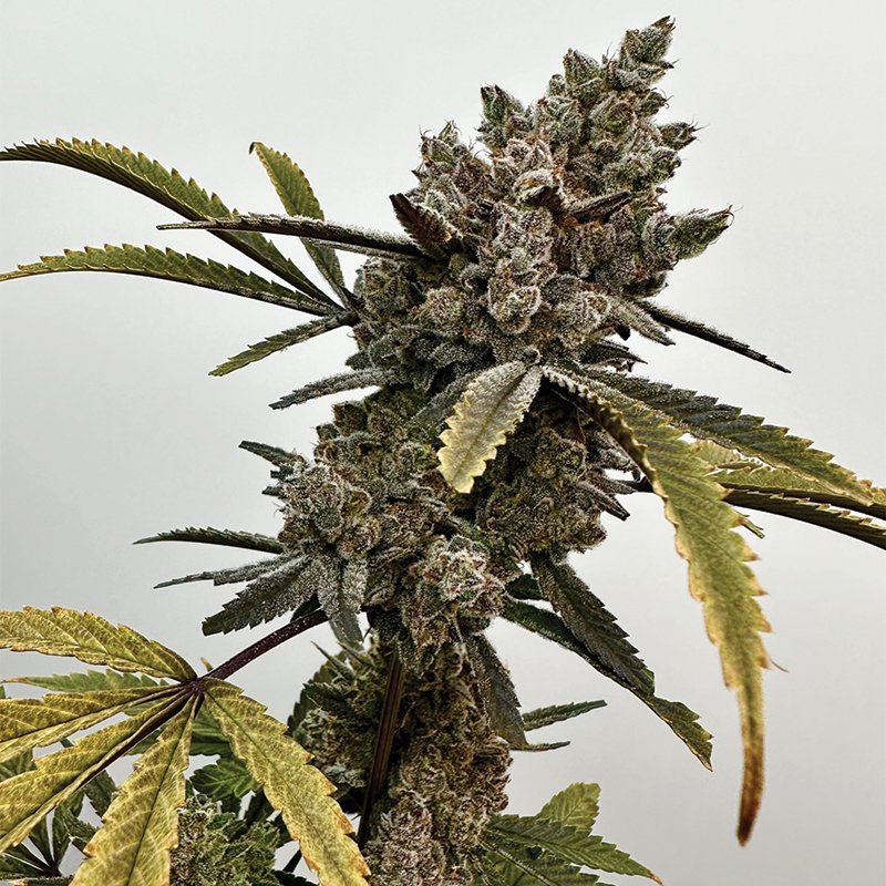 Exotic Genetix Project 9 feminizovaná semena