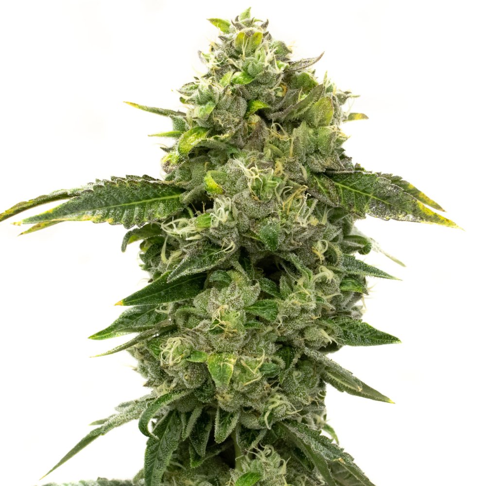 BlimBurn Seeds Alien OG by Steve DeAngelo feminizovaná semena