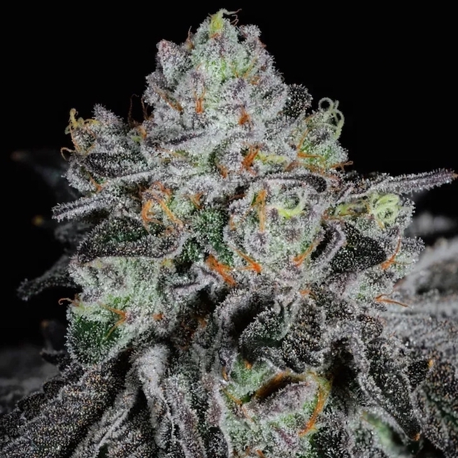 Ethos Genetics Wrank R2 feminizovaná semena
