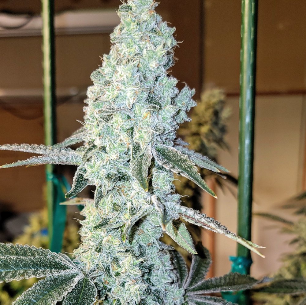 Ethos Genetics Zweet OG R2 feminizovaná semena