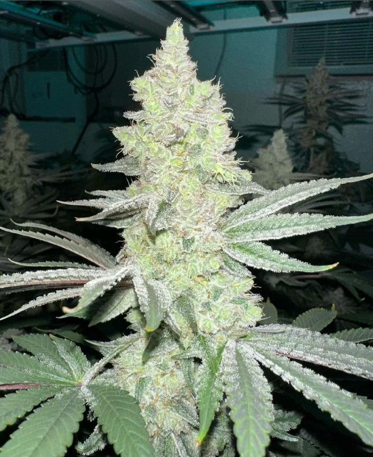 Symbiotic Genetics Sour Taffy feminizovaná semena