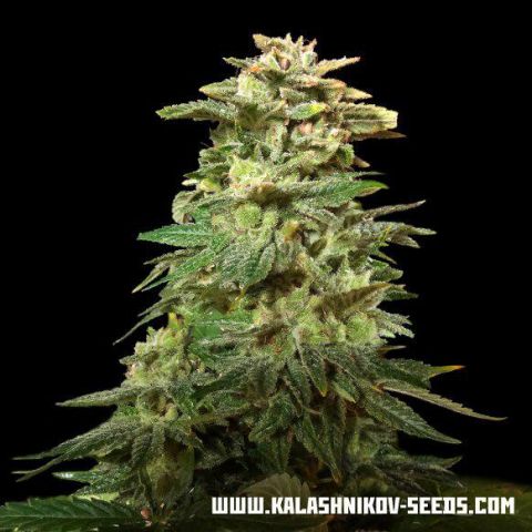 Kalashnikov Seeds Siberian Harlequin CBD feminizovaná semena