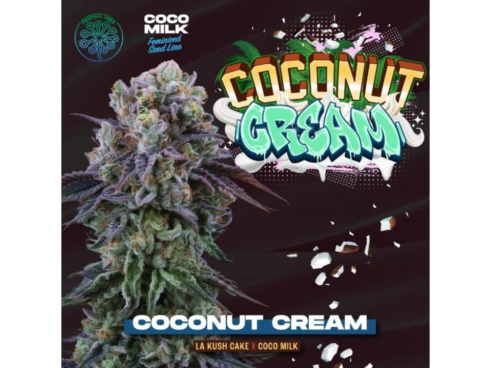 Perfect Tree Seeds Coconut Cream feminizovaná semena