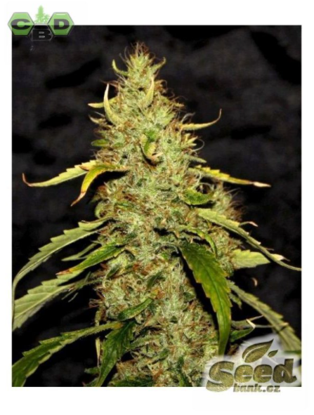 CBD Crew CBD PH regulérní semena