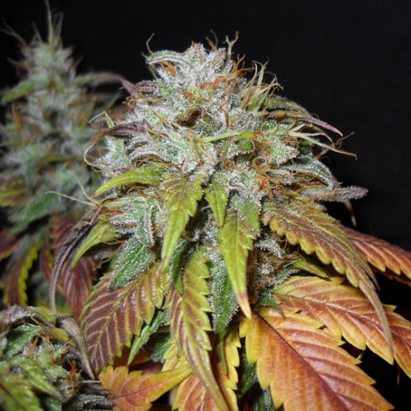 Nirvana Seeds Swiss Cheese feminizovaná semena