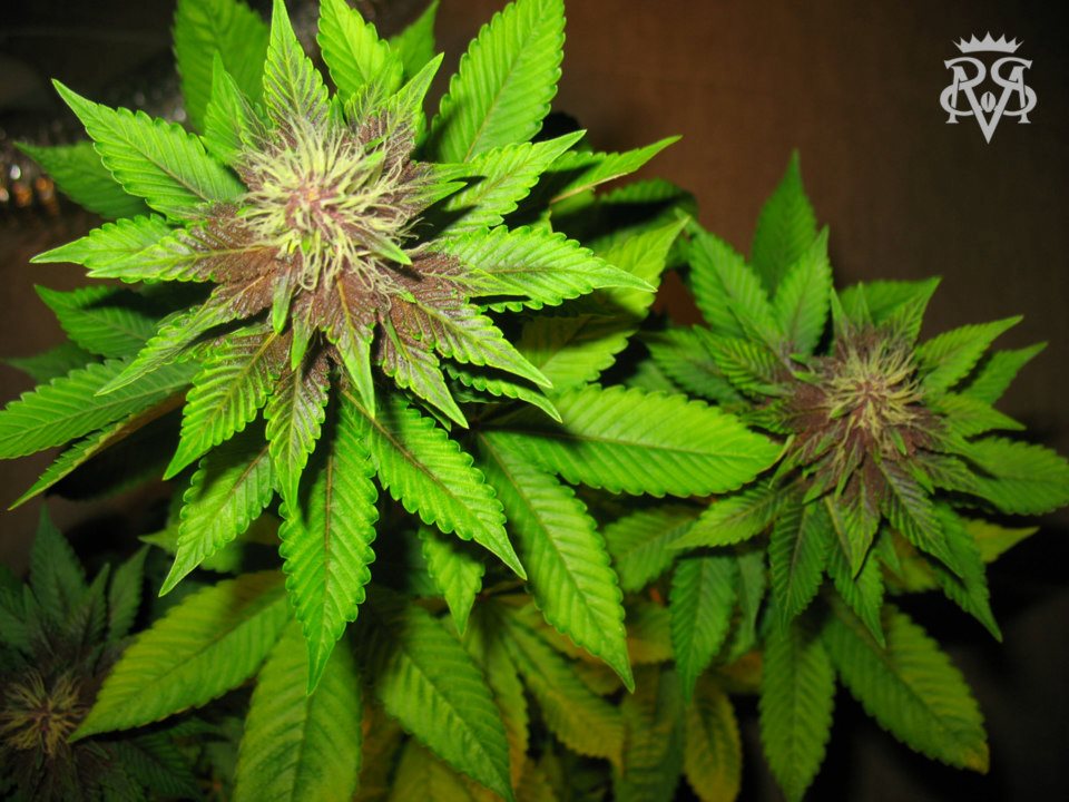 SickMeds Seeds Bizarre feminizovaná semena