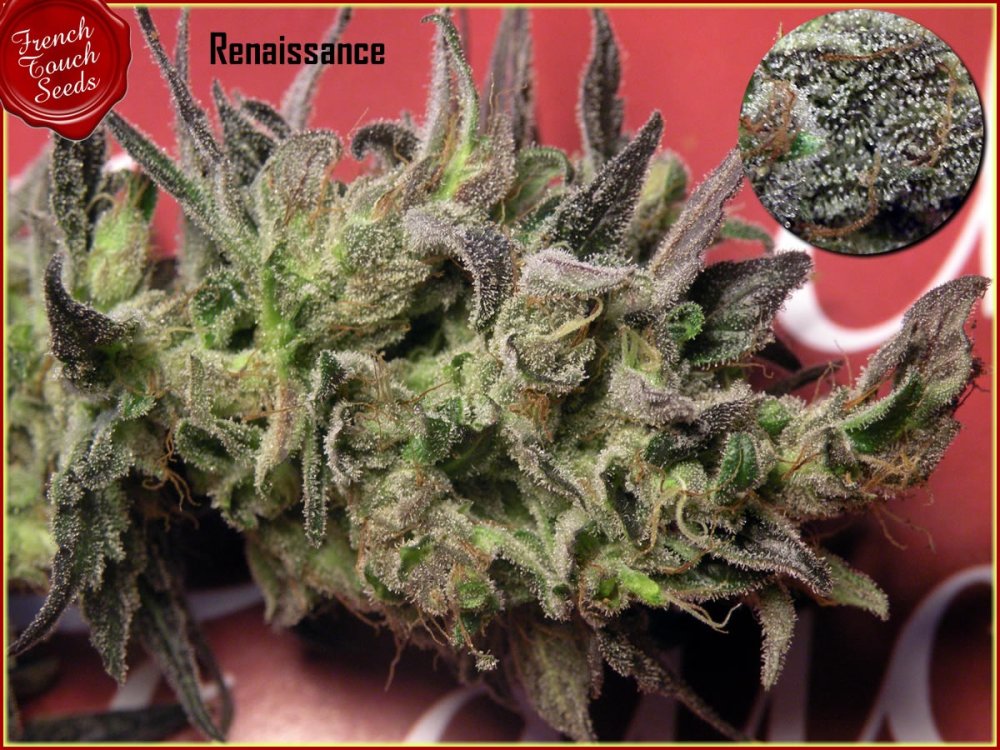 French Touch Seeds Renaissance regulérní semena