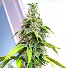 Holy Smoke Seeds Banana Sativa feminizovaná semena