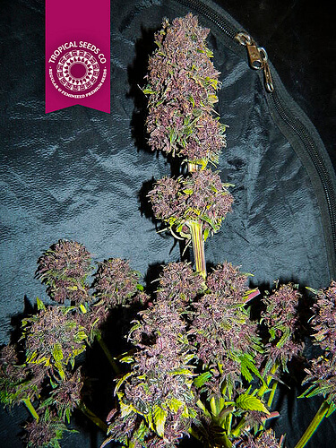 Tropical Seeds Smooth Smoke feminizovaná semena