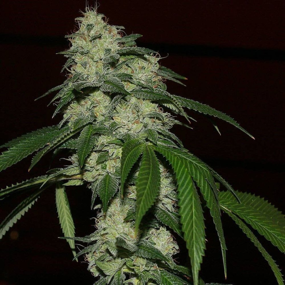 Karma Genetics Rado Banger regulérní semena