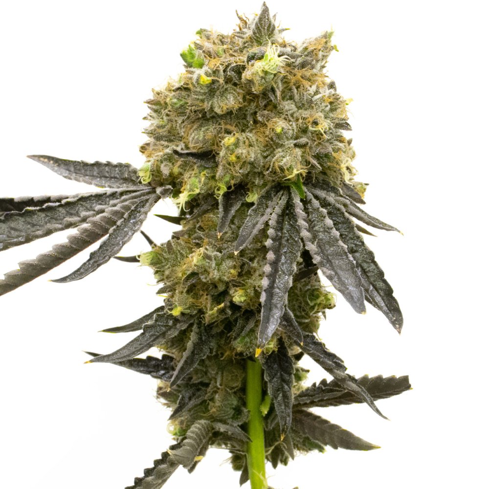 BlimBurn Seeds Dream Queen by Steve DeAngelo feminizovaná semena