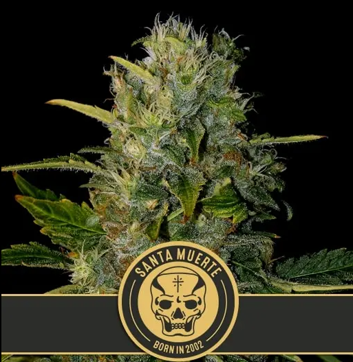 BlimBurn Seeds Santa Muerte feminizovaná semena