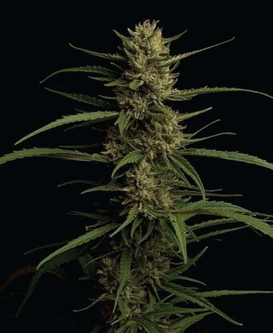 Humboldt Seed Company Caribbean Queen feminizovaná semena