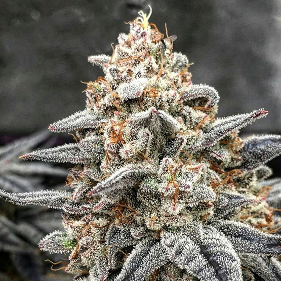 Ethos Genetics White Wedding Rbx feminizovaná semena