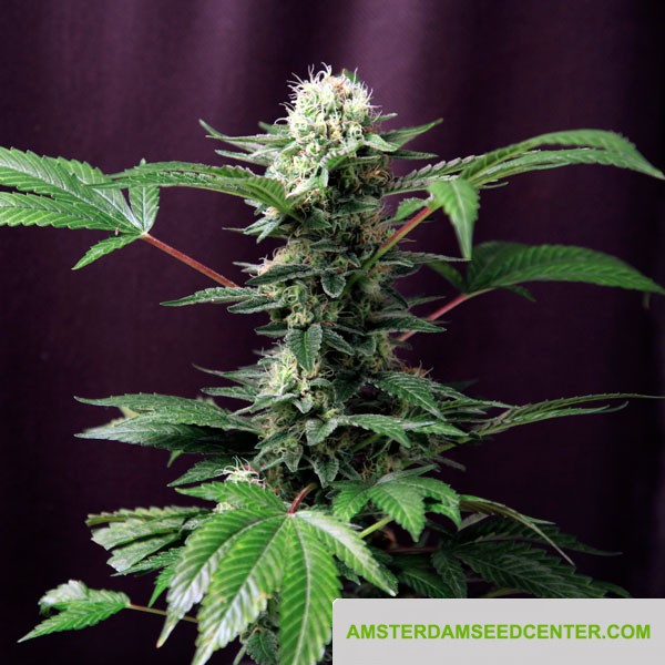 Dance World - gefeminiseerde zaden 3st Royal Queen Seeds