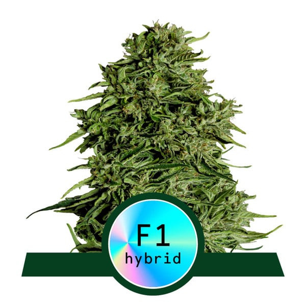 Cosmos F1 - самоцъфтящи семена от марихуана CBD 10бр, Royal Queen Seeds