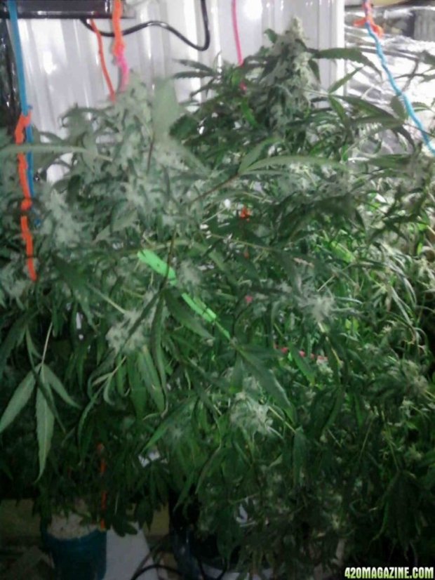 Acapulco Gold – feminizovaná semínka 10ks Barney´s Farms