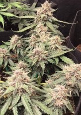 Desfrán - autoflower feminizirano sjeme 3 kom Dutch Passion