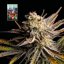 L.A. Peyote Kush - feminized cannabis seeds 5 pcs, Seedsman