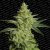 Allkush - gefeminiseerde zaden 5 stuks Paradise Seeds