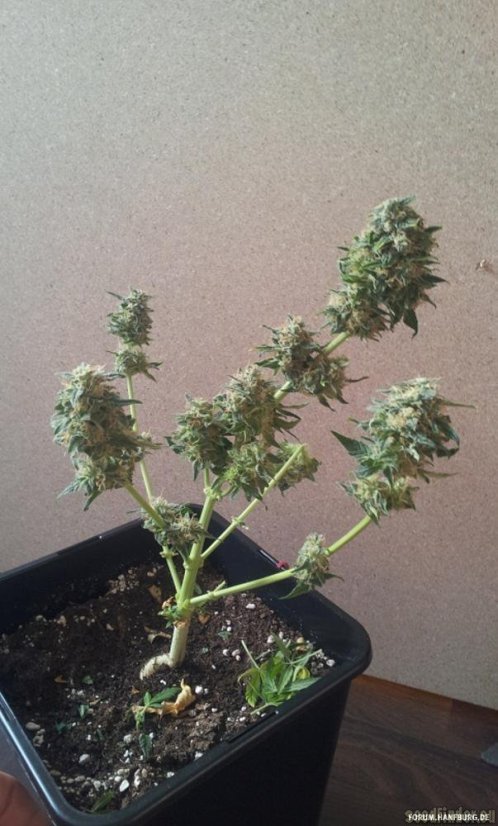 Royal AK Automatic - feminisierte und selbstblühende Samen 3 Stück Royal Queen Seeds