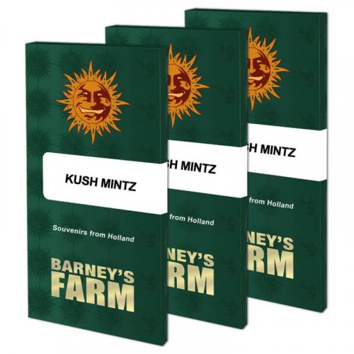Kush Mintz - feminisierte Samen 3 Stück von Barney's Farm
