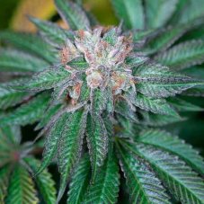Bubba Kush Auto - fem. a samonakvétací semínka 5ks Humboldt