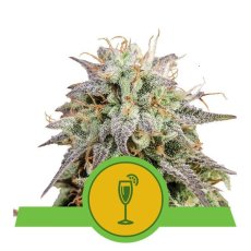 Mimosa Automatic - semillas feminizadas y autoflorecientes 5 uds Royal Queen Seeds