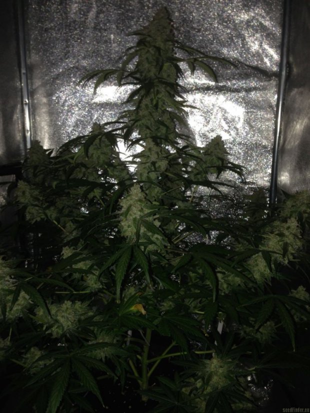 Amnesia Haze Automatic - feminisierte und selbstblühende Samen 5 Stück Royal Queen Seeds