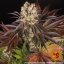 Purple Punch x Lemon Drizzle - semințe feminizate, 10 buc, Barneys Farm
