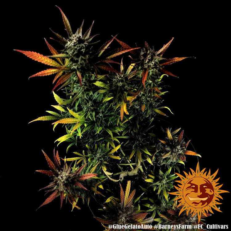 Glue Gelato Auto - Autoflowering Marihuana Samen 3 Stück Barney's Farm