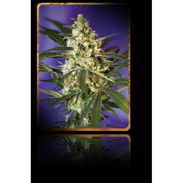 Fast Bud 2 Auto – 5 ks autoflowering semena Sweet Seeds