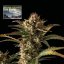 Northern Lights Auto - autoflowering marijuana seeds, 3pcs Seedsman