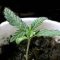6 Tips for 99% of Cultivation Problems