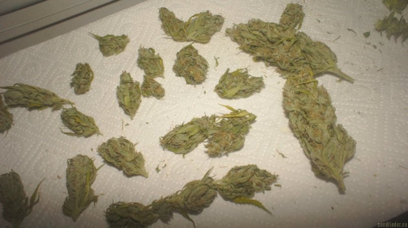 Monster - 9ks feminized semená Eva Seeds