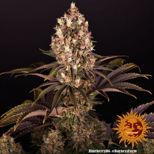 Blueberry OG - feminisierte Marihuana-Samen 10 Stück Barney's Farm