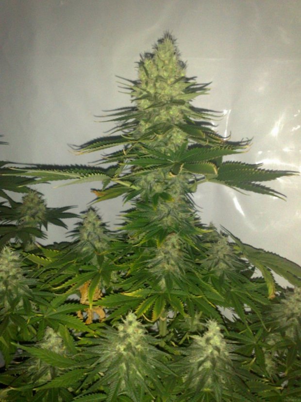 White Widow - feminizovaná semínka 5 ks Dutch Passion
